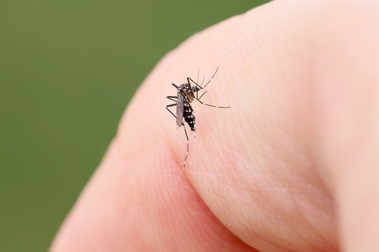 キャンプ場で見かけやすい虫の種類