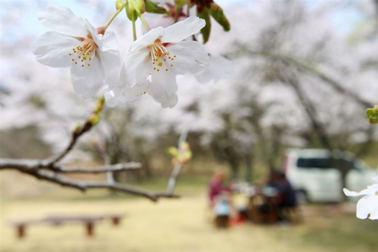 お花見を楽しむために必要な持ち物は？